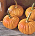 Baby Bear, Pumpkin, -- BoxGardenSeedsLLC -Squash,Pumpkins - Seeds