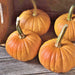 Baby Bear, Pumpkin, - BoxGardenSeedsLLC -Squash,Pumpkins - Seeds