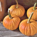 Baby Bear, Pumpkin, - BoxGardenSeedsLLC -Squash,Pumpkins - Seeds