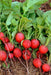 - BoxGardenSeedsLLC - Cherry Belle Radish - Radishes - Seeds