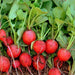 Cherry Belle, Radish, - BoxGardenSeedsLLC -Radishes - Seeds