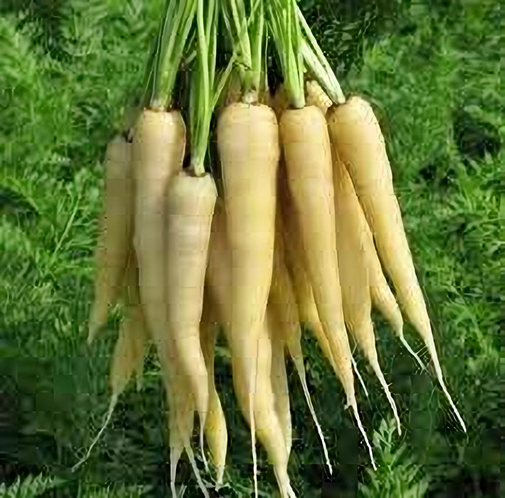 - BoxGardenSeedsLLC - Lunar White, Carrot, - Carrots - Seeds