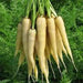 Lunar White, Carrot, - BoxGardenSeedsLLC -Carrots - Seeds