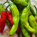 Shishito, Hot Pepper, - BoxGardenSeedsLLC -Peppers,Eggplants - Seeds