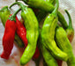 - BoxGardenSeedsLLC - Shishito, Hot Pepper, - Peppers,Eggplants - Seeds