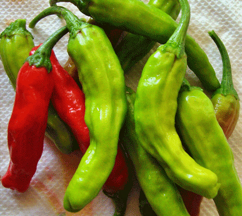 Shishito, Hot Pepper, -- BoxGardenSeedsLLC -Peppers,Eggplants - Seeds