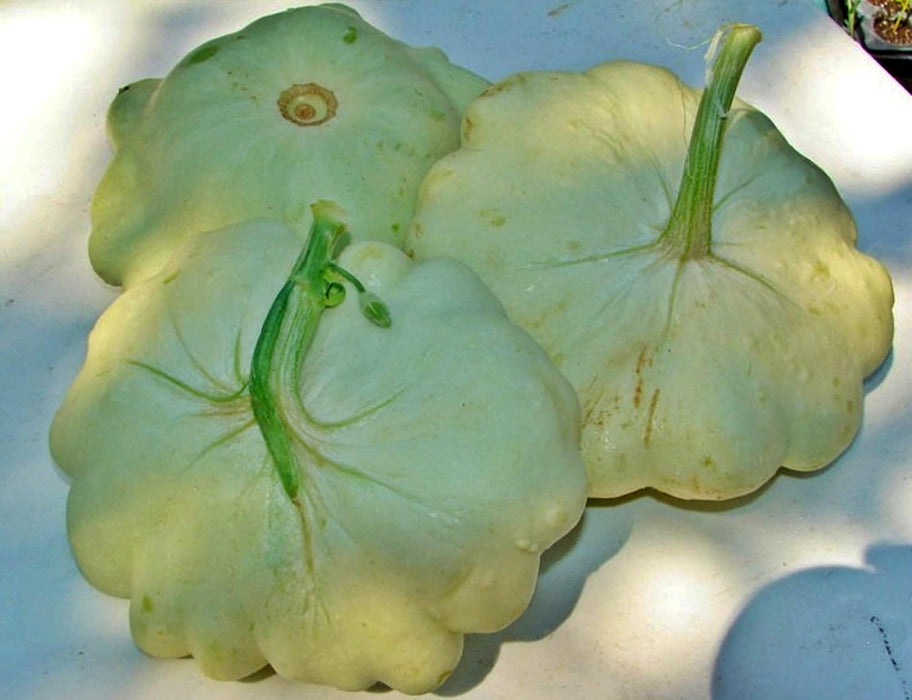 Bennings Green Tint Scallop, Summer Squash, -- BoxGardenSeedsLLC -Squash,Pumpkins - Seeds