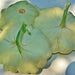 Bennings Green Tint Scallop, Summer Squash, - BoxGardenSeedsLLC -Squash,Pumpkins - Seeds