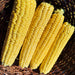 Candy Mountain, Sweet Corn, -- BoxGardenSeedsLLC -Corn - Seeds