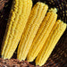 Candy Mountain, Sweet Corn, - BoxGardenSeedsLLC -Corn - Seeds