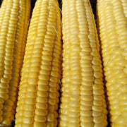 Candy Mountain, Sweet Corn - BoxGardenSeedsLLC - Corn - Seeds - USA Seller, Thank you for shopping here today, Naturally Grown GMO Free Seeds, Heirloom Open Pollinated Seeds, Fresh Top Quality Premium Seeds