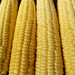 Candy Mountain, Sweet Corn, -- BoxGardenSeedsLLC -Corn - Seeds