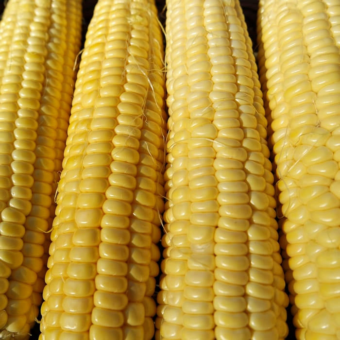 Candy Mountain, Sweet Corn, - BoxGardenSeedsLLC -Corn - Seeds