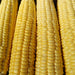 Candy Mountain, Sweet Corn, - BoxGardenSeedsLLC -Corn - Seeds