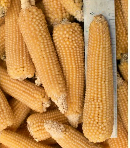 - BoxGardenSeedsLLC - Amish Butter, Popcorn, - Corn - Seeds