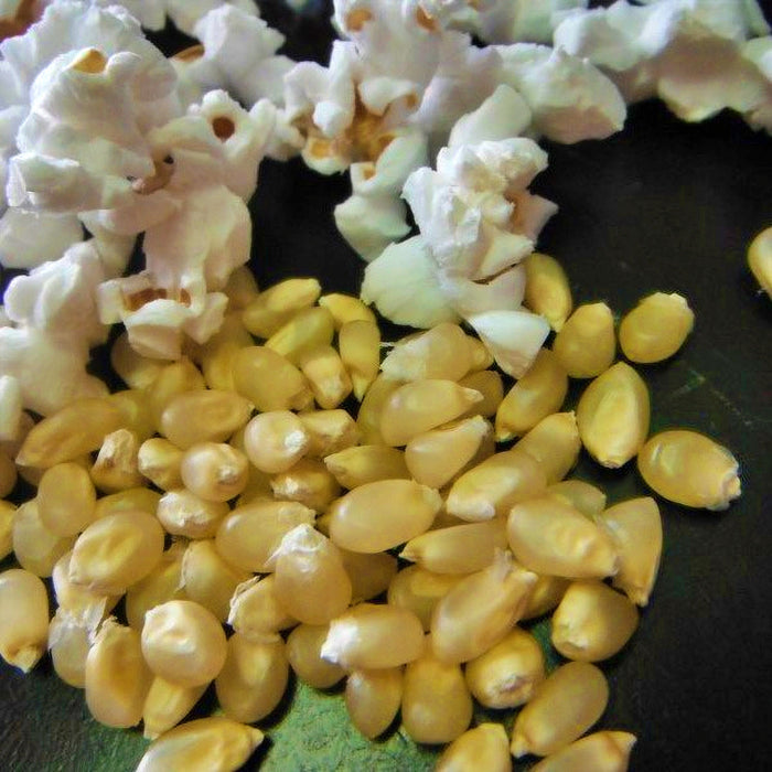 Amish Butter, Popcorn, -- BoxGardenSeedsLLC -Corn - Seeds