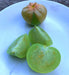 Toma Verde, Tomatillo, -- BoxGardenSeedsLLC -Abundant Stock SALE - Seeds