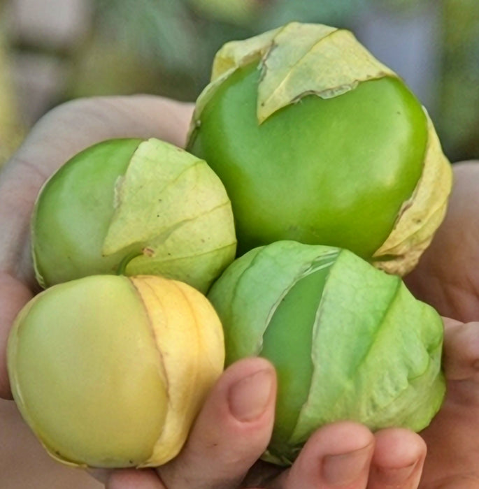 Toma Verde, Tomatillo, -- BoxGardenSeedsLLC -Abundant Stock SALE - Seeds