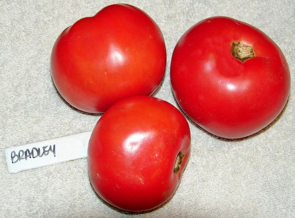Bradley, Tomato - BoxGardenSeedsLLC - Tomatoes,Tomatillos - Seeds - 