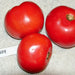 Bradley, Tomato, - BoxGardenSeedsLLC -Tomatoes,Tomatillos - Seeds