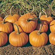 Baby Bear, Pumpkin - BoxGardenSeedsLLC - Squash,Pumpkins - Seeds - USA Seller, Thank you for shopping here today, Naturally Grown GMO Free Seeds, Heirloom Open Pollinated Seeds, Fresh Top Quality Premium Seeds
