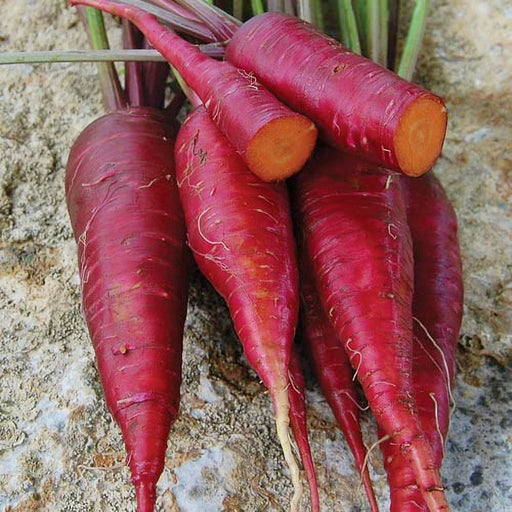 Purple Dragon, Carrot, -- BoxGardenSeedsLLC -Carrots - Seeds