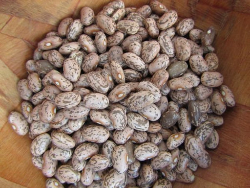 - BoxGardenSeedsLLC - Pinto, Dry Bush Beans, - - Seeds