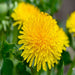 True Dandelion, Greens - BoxGardenSeedsLLC -Gourmet/Native Greens - Seeds