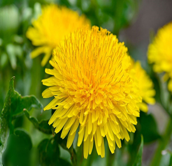 True Dandelion, Greens -- BoxGardenSeedsLLC -Gourmet/Native Greens - Seeds