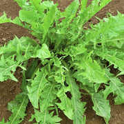 True Dandelion, Greens Heirloom Seeds - BoxGardenSeedsLLC - Gourmet/Native Greens - Seeds - USA Seller, Thank you for shopping here today, Naturally Grown GMO Free Seeds, Heirloom Open Pollinated Seeds, Fresh Top Quality Premium Seeds