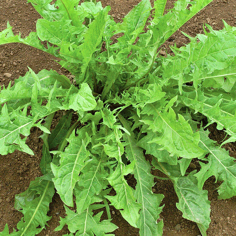 True Dandelion, Greens Heirloom Seeds - BoxGardenSeedsLLC - Gourmet/Native Greens - Seeds - USA Seller, Thank you for shopping here today, Naturally Grown GMO Free Seeds, Heirloom Open Pollinated Seeds, Fresh Top Quality Premium Seeds