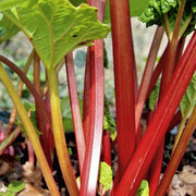 Victoria, Rhubarb - BoxGardenSeedsLLC - Culinary/Medicinal Herbs - Seeds - USA Seller, Thank you for shopping here today, Naturally Grown GMO Free Seeds, Heirloom Open Pollinated Seeds, Fresh Top Quality Premium Seeds