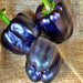 Midnight Dreams, Sweet Bell Pepper, - BoxGardenSeedsLLC -Peppers,Eggplants - Seeds