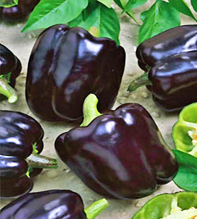 - BoxGardenSeedsLLC - Midnight Dreams, Sweet Bell Pepper, - Peppers,Eggplants - Seeds