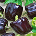 Midnight Dreams, Sweet Bell Pepper, - BoxGardenSeedsLLC -Peppers,Eggplants - Seeds