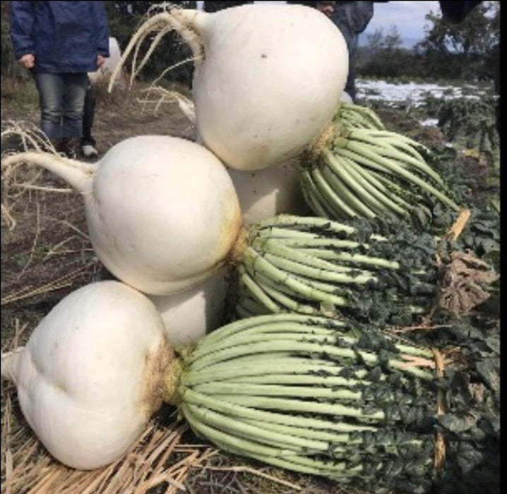 Sakurajima Giant, Radish, - BoxGardenSeedsLLC -Radishes - Seeds