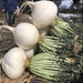 Sakurajima Giant, Radish, - BoxGardenSeedsLLC -Radishes - Seeds