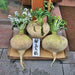 Sakurajima Giant, Radish - BoxGardenSeedsLLC -Radishes - Seeds