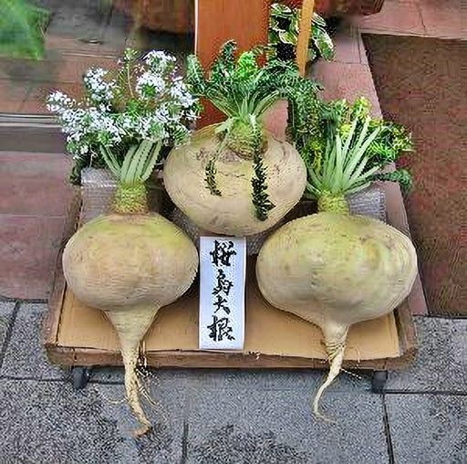 Sakurajima Giant, Radish, -- BoxGardenSeedsLLC -Radishes - Seeds