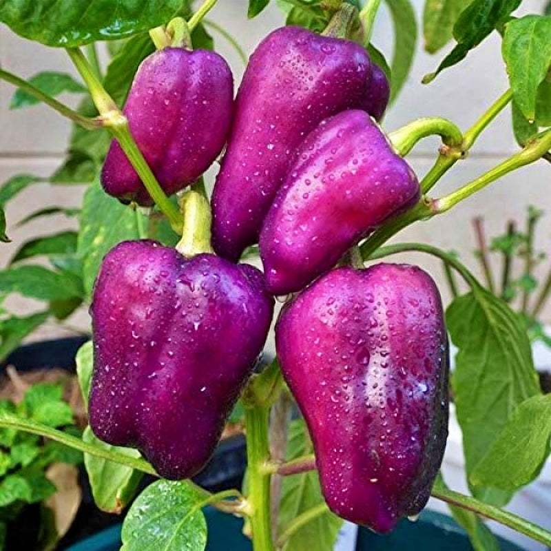 Lilac Bell, Sweet Bell Pepper - BoxGardenSeedsLLC - Peppers,Eggplants - Seeds - USA Seller, Thank you for shopping here today, Naturally Grown GMO Free Seeds, Heirloom Open Pollinated Seeds, Fresh Top Quality Premium Seeds