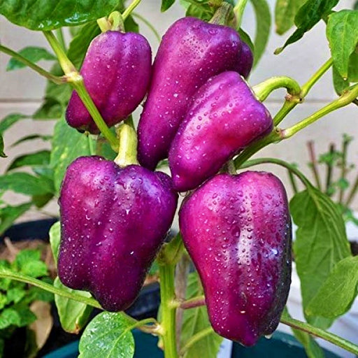 Lilac Bell, Sweet Bell Pepper, -- BoxGardenSeedsLLC -Peppers,Eggplants - Seeds