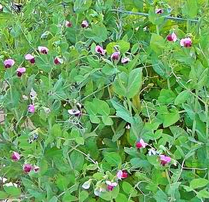 Dwarf Grey Sugar, Snow Pea, -- BoxGardenSeedsLLC -Peas - Seeds