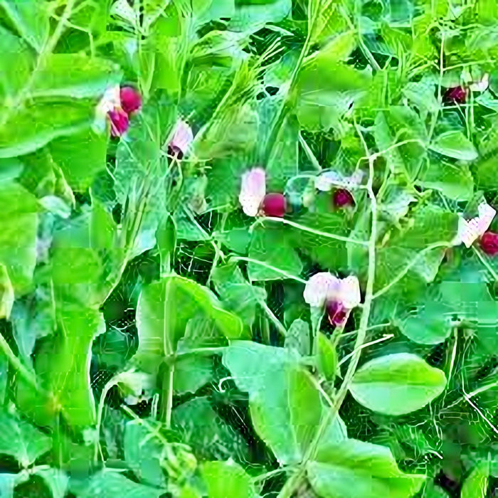 Dwarf Grey Sugar, Snow Pea, -- BoxGardenSeedsLLC -Peas - Seeds