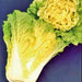 Kogane, Chinese Cabbage, - BoxGardenSeedsLLC -Cabbage, Kale - Seeds