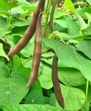 Red Swan, Bush Beans - BoxGardenSeedsLLC -Beans / Dry Beans - Seeds
