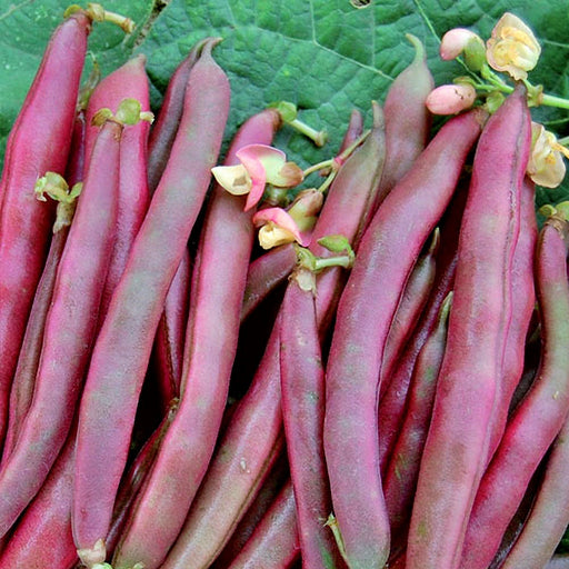 Red Swan, Bush Beans, - BoxGardenSeedsLLC -Beans / Dry Beans - Seeds