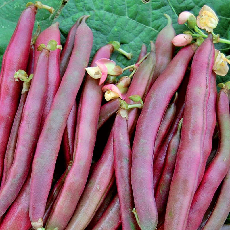 Red Swan, Bush Beans, Heirloom Seeds, Open Pollinated Container Vegetable Garden Non-GMO - BoxGardenSeedsLLC - Beans / Bush, Dry, Pole - Seeds - USA Seller, Thank you for shopping here today, Naturally Grown GMO Free Seeds, Heirloom Open Pollinated Seeds, Fresh Top Quality Premium Seeds