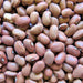 Red Swan, Bush Beans, - BoxGardenSeedsLLC -Beans / Dry Beans - Seeds