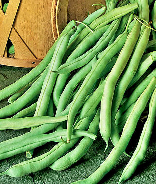 Black Valentine, Dry Bush Beans, -- BoxGardenSeedsLLC -Beans / Dry Beans - Seeds