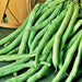 Black Valentine, Dry Bush Beans, - BoxGardenSeedsLLC -Beans / Dry Beans - Seeds